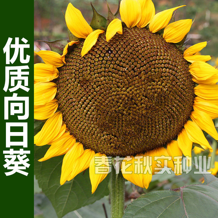 三道眉食用向日葵种子 春季夏季播大瓜子 盆栽观赏葵花籽高产耐旱