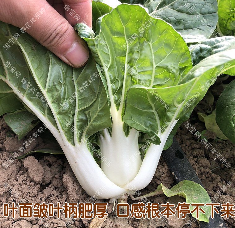 脆爽中脚奶白菜种子 春夏秋冬四季播蔬菜籽 盆栽煲汤小青菜易种孑