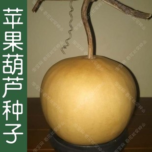 文玩把玩种籽 观赏苹果葫芦种子 春季 夏季 爬藤遮阴观光园长廊观赏