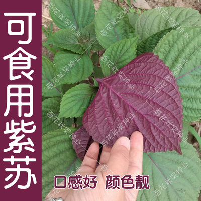 可食用紫苏种子阳台盆栽蔬菜籽