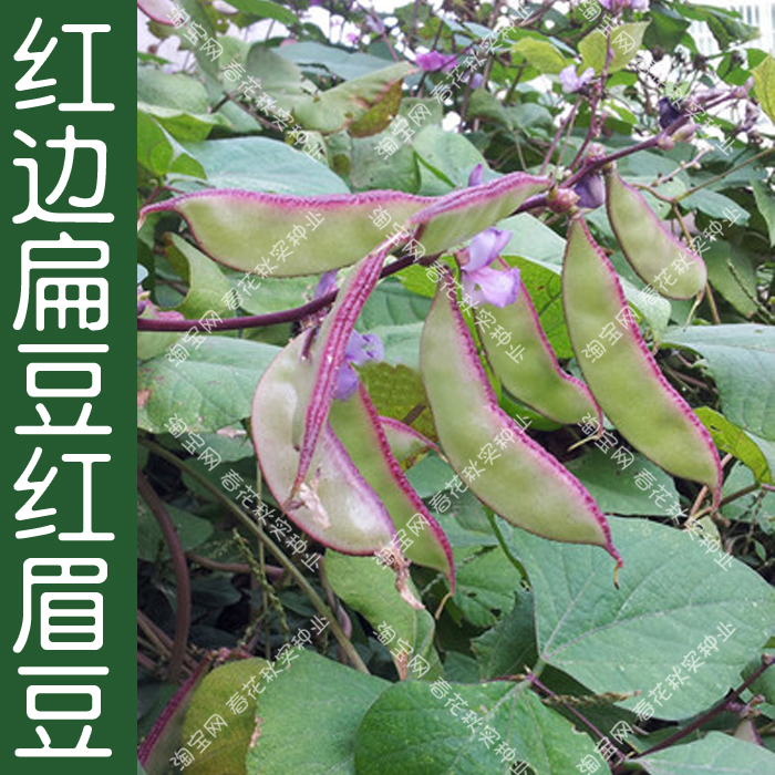 特早熟红边扁豆种子 春秋四季播蔬菜籽架豆眉豆角 阳台盆栽高产孑