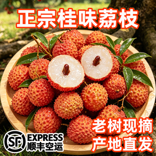 正宗老树桂味荔枝新鲜现摘现发树上熟小核云南应季水果稀有甜鲜果