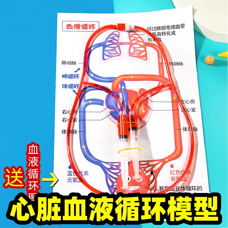 心脏血液循环模型diy人体小学生科普生物科学实验发明创造幼儿园教学教具