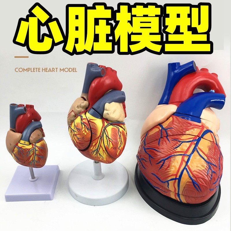 心脏模型可拆卸人体结构摆件儿童医学生物科学幼儿园小学生科普自然