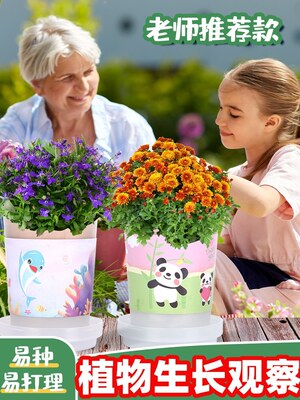 儿童种植小盆栽阳光植物观察种菜套装生长工具花卉幼儿园小学生迷你草莓蔬菜水果种子儿童发芽成长番茄作业