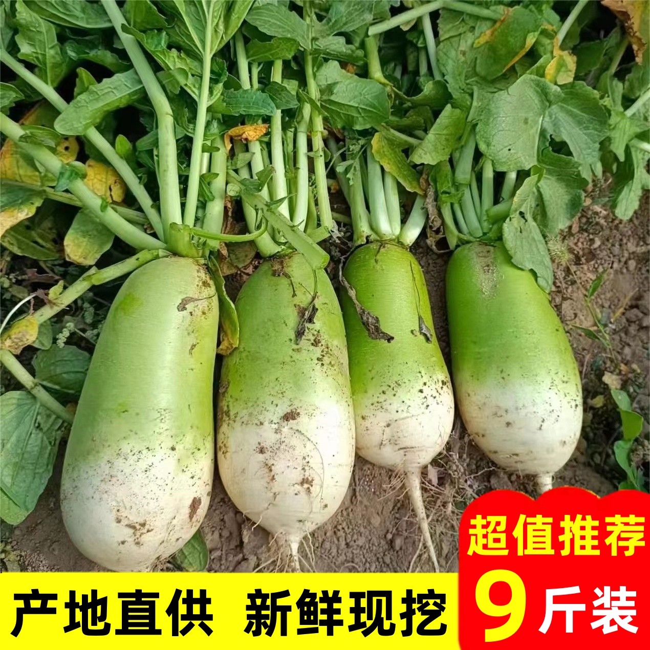 农家青萝卜新鲜沙窝萝卜正宗河南青白罗卜水果蔬菜当季现挖脆爽,水产肉类/新鲜蔬果/熟食,萝卜/胡萝卜,淘宝优惠券,粉丝福利购,淘宝优惠卷