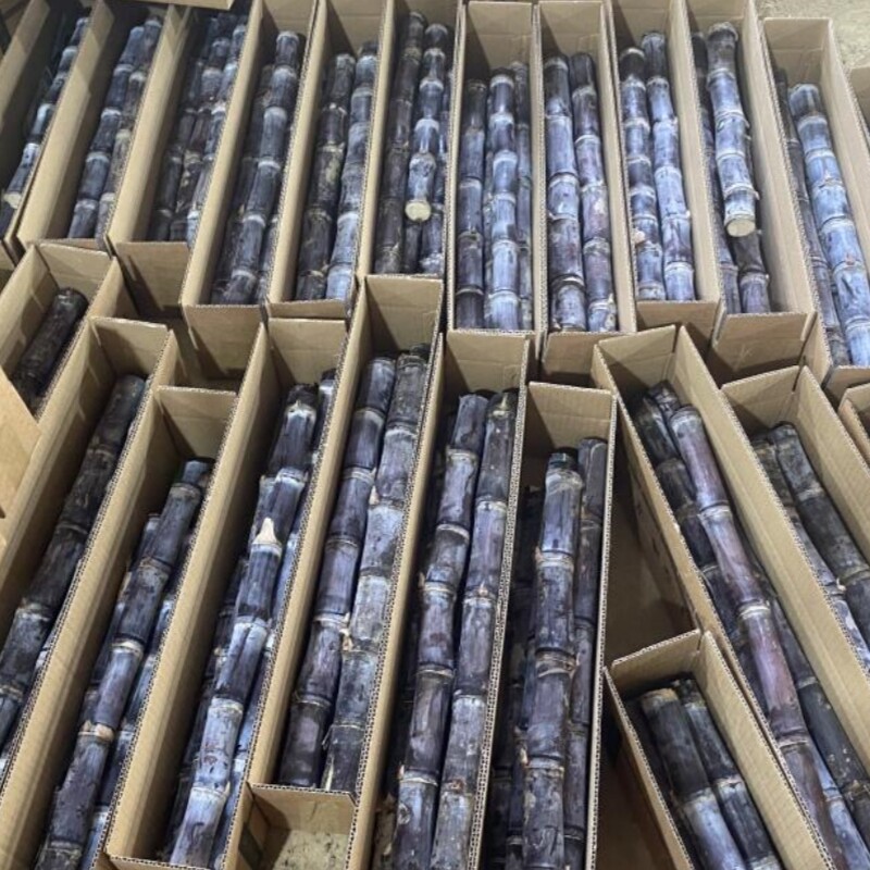 正宗黑皮甘蔗新鲜现砍脆甜多汁广西特产水果当季农家自种榨汁甜杆