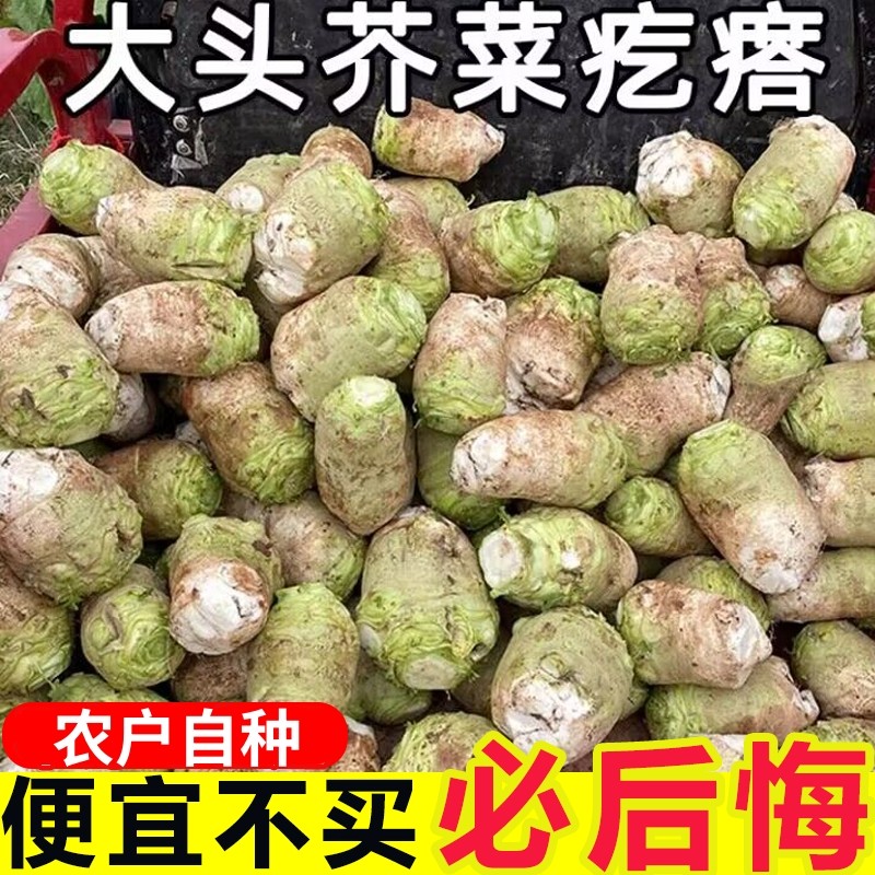 四川大头菜新鲜辣菜芥菜疙瘩老品种腌制咸菜榨菜下饭菜农家蔬菜头,水产肉类/新鲜蔬果/熟食,其它,淘宝优惠券,粉丝福利购,淘宝优惠卷