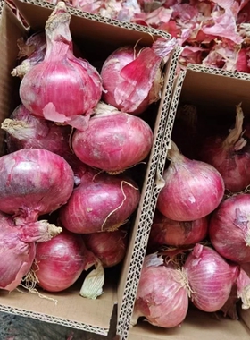 新鲜洋葱头现挖现发水果当季农家自种蔬菜生吃甜辣紫皮圆葱头批发
