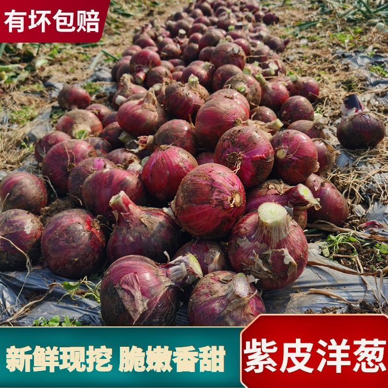 紫皮洋葱新鲜10斤农家自种洋葱蔬菜现挖红皮小圆葱整箱包邮批发5在类目 水产肉类/新鲜蔬果/熟食, 新鲜蔬菜/蔬菜制品, 新鲜蔬菜, 洋葱中 - 来自Buy2taobao.com提供专业的淘宝代购服务
