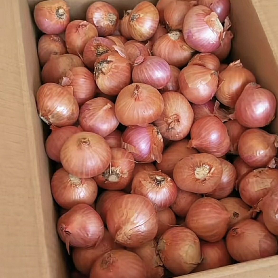 正宗毛葱头辛辣迷你小洋葱蘸酱吃