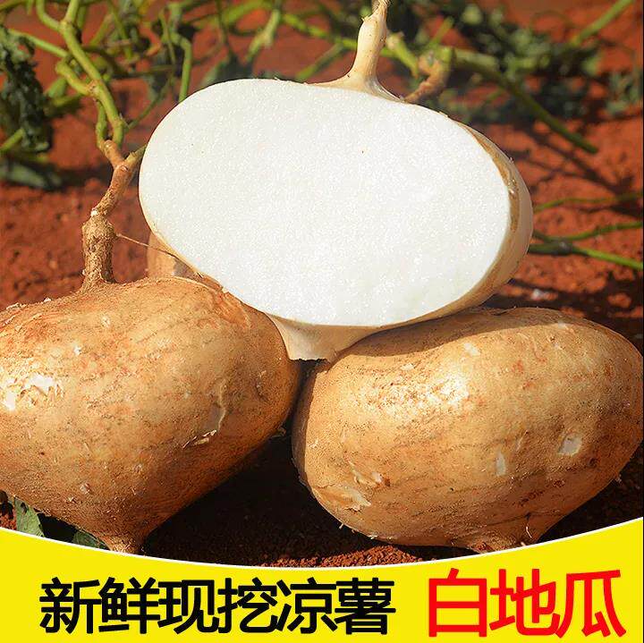 广西新鲜凉薯现挖农家自种白地瓜10斤沙葛豆薯土瓜番薯蔬菜水果5