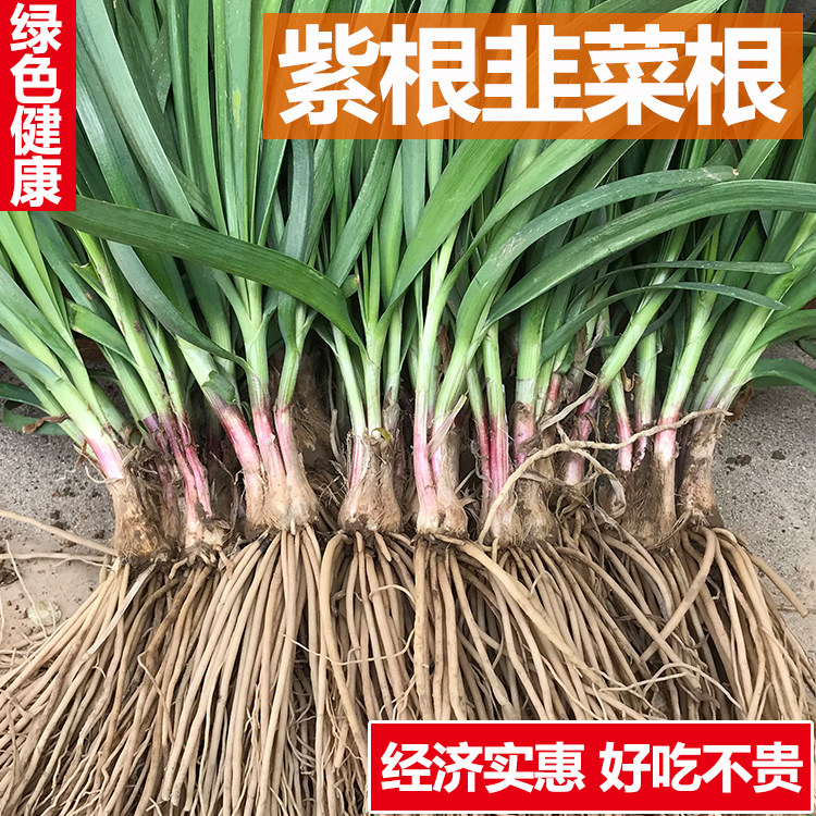 现挖紫红根小宽叶韭菜根苗四季蔬菜盆栽根苗韭菜头九籽韮菜根中叶