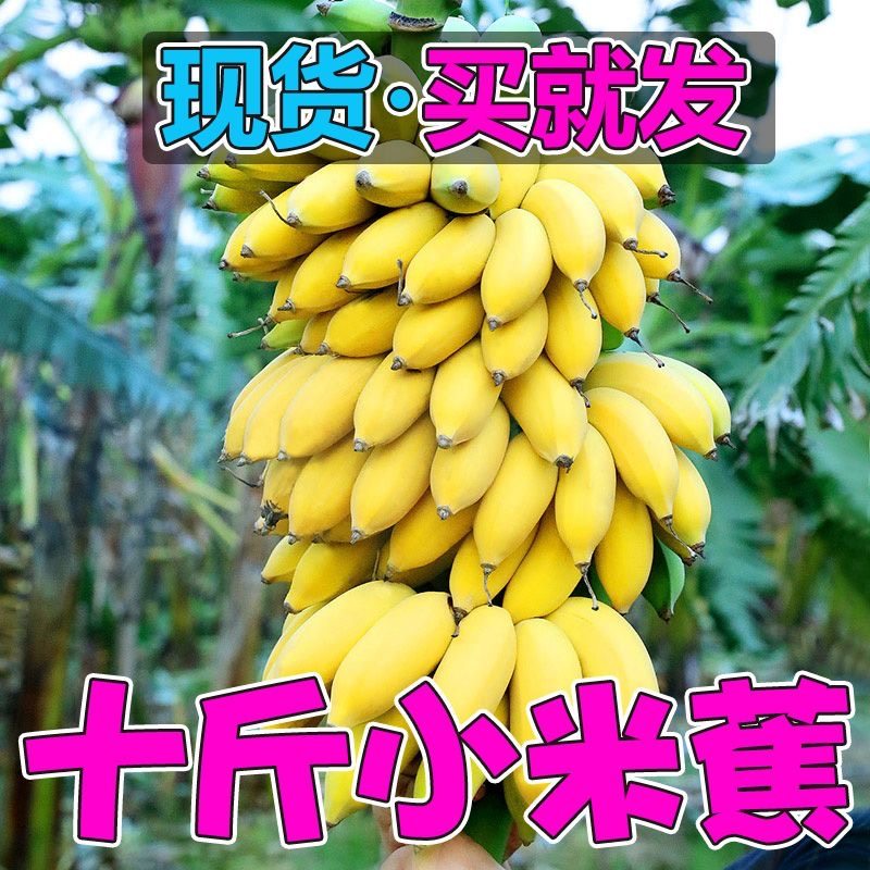 新鲜现摘小米蕉10斤带箱新鲜水果3应季包邮小米焦5香蕉banana当季