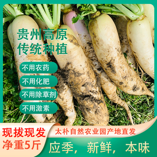 太朴有机会 新鲜白萝卜5斤白皮脆甜水果萝卜凉拌煲汤腌制泡菜蔬菜