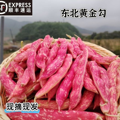 东北红金勾豆角现采新鲜黄金勾豆角炖芸豆咸腊肉自家豆角顺丰