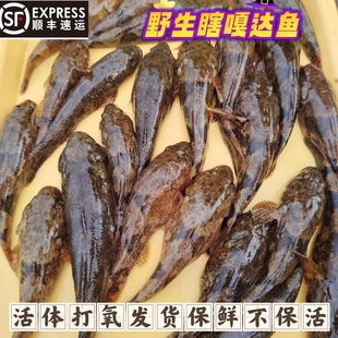 丹东瞎嘎鱼沙塘鳢呆子鱼四不象活体发货保鲜不保活顺丰