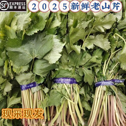 东北新鲜老山芹黑瞎芹老桑芹老长芹炒肉包饺子做馅蘸酱顺丰包邮