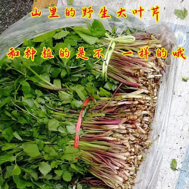 东北特产野生新鲜【大叶芹】山野叶菜类