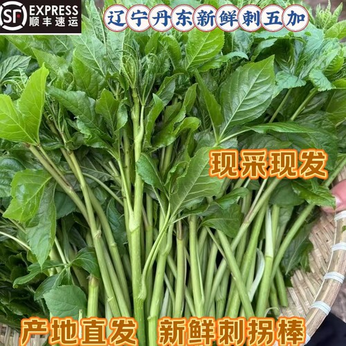 东北特产野生刺五加刺果棒刺花棒刺拐棒刺五加拌凉菜顺丰