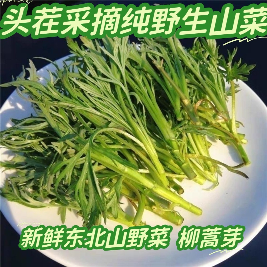 东北特产野生新鲜【柳蒿芽】山野叶菜类