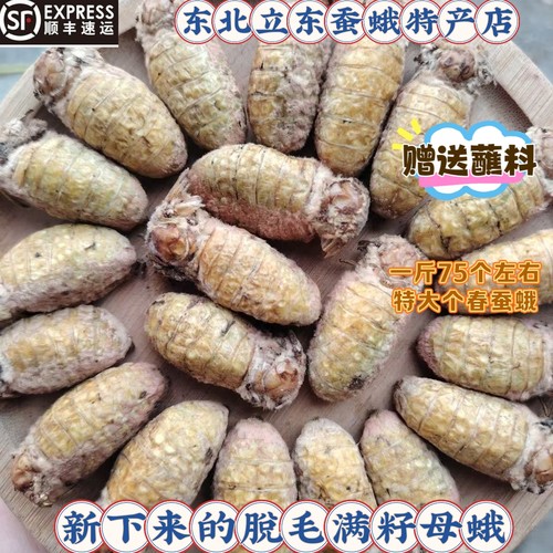 脱毛满籽母蛾春蚕蛾个个满籽大个满子鲜活去毛满籽母蛾冷冻