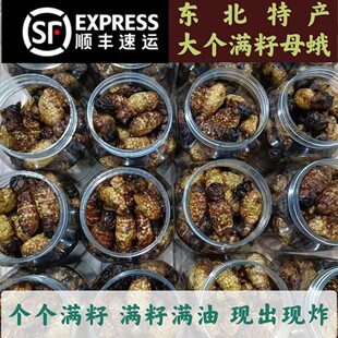 东北丹东特产大个满籽母蛾柞蚕蛾个个满籽现出现炸熟的