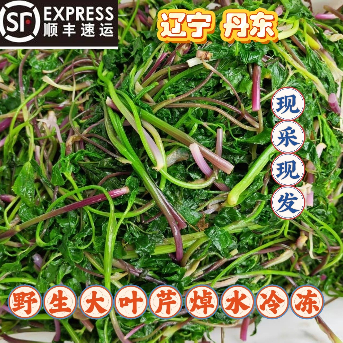 东北新鲜野生大叶芹现采现发焯水冷冻顺丰包邮