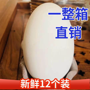 12枚140-160克特大生鹅蛋双黄蛋鹅蛋新鲜农家散养正宗土鹅蛋孕妇