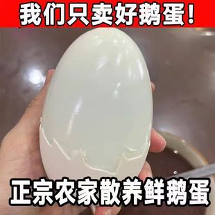 12枚230 260克保真正宗狮头大鹅蛋新鲜农家散养土鹅蛋孕妇顺丰