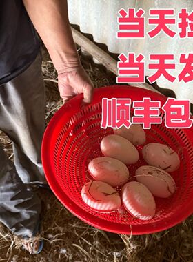 12枚230-260克保真正宗狮头大鹅蛋新鲜农家散养土鹅蛋孕妇顺丰