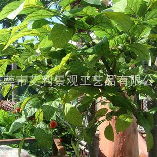 饰树绿植 核桃树大型开心果树红枣树园林景观装