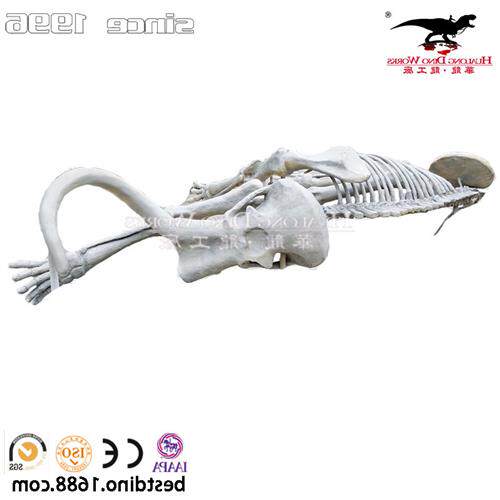 远古猛犸象骨骼化石美陈教学展品玻璃钢制品仿真动物仿真恐龙厂家