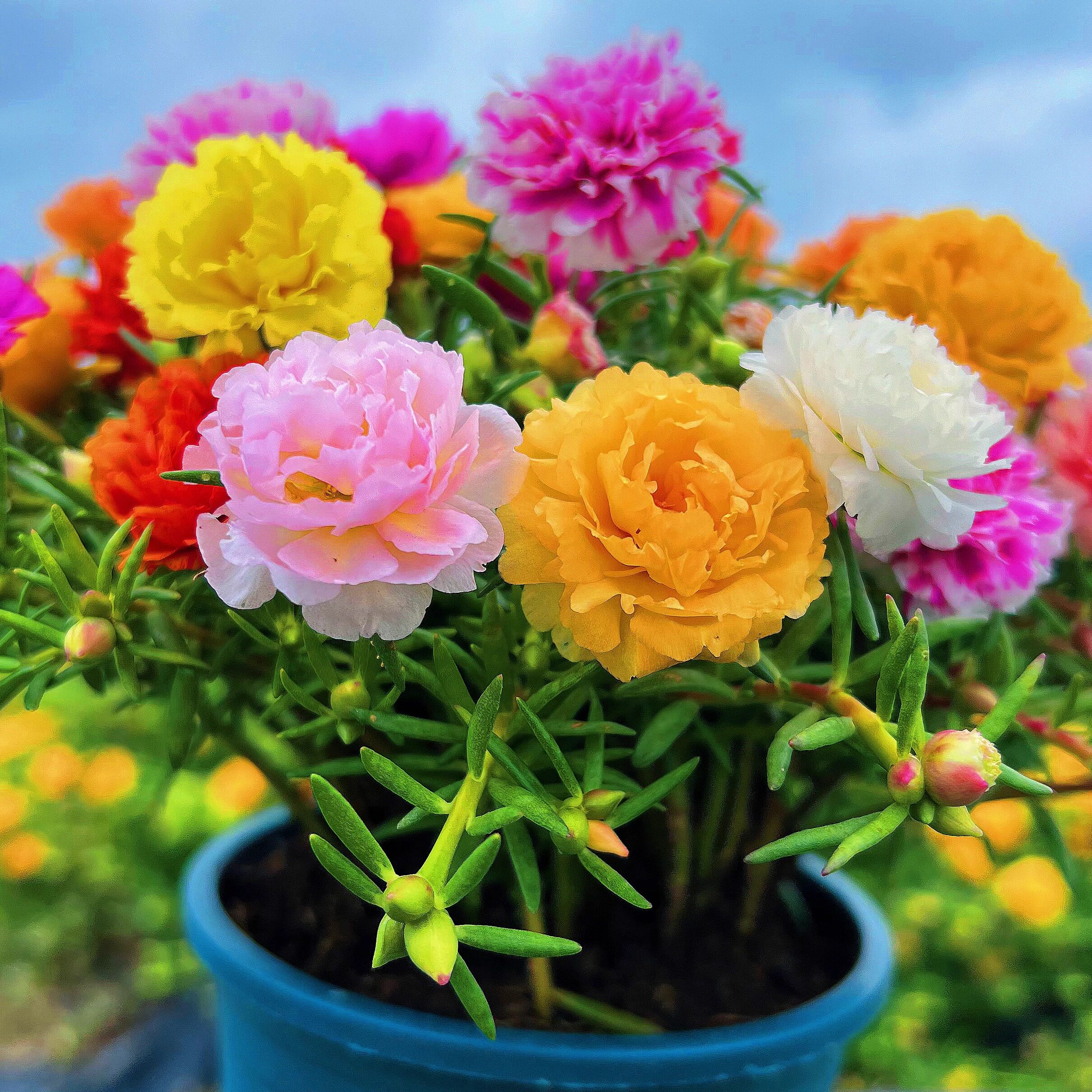 重瓣太阳花苗宿根枝条带花苞混色大花植物带根盆栽绿植花卉好养活图片
