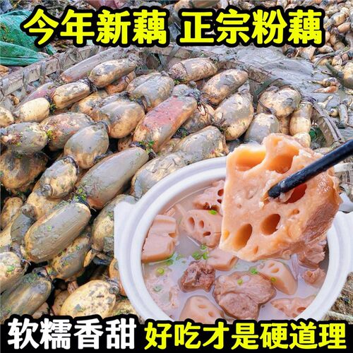 洪湖现挖九孔粉藕煲汤