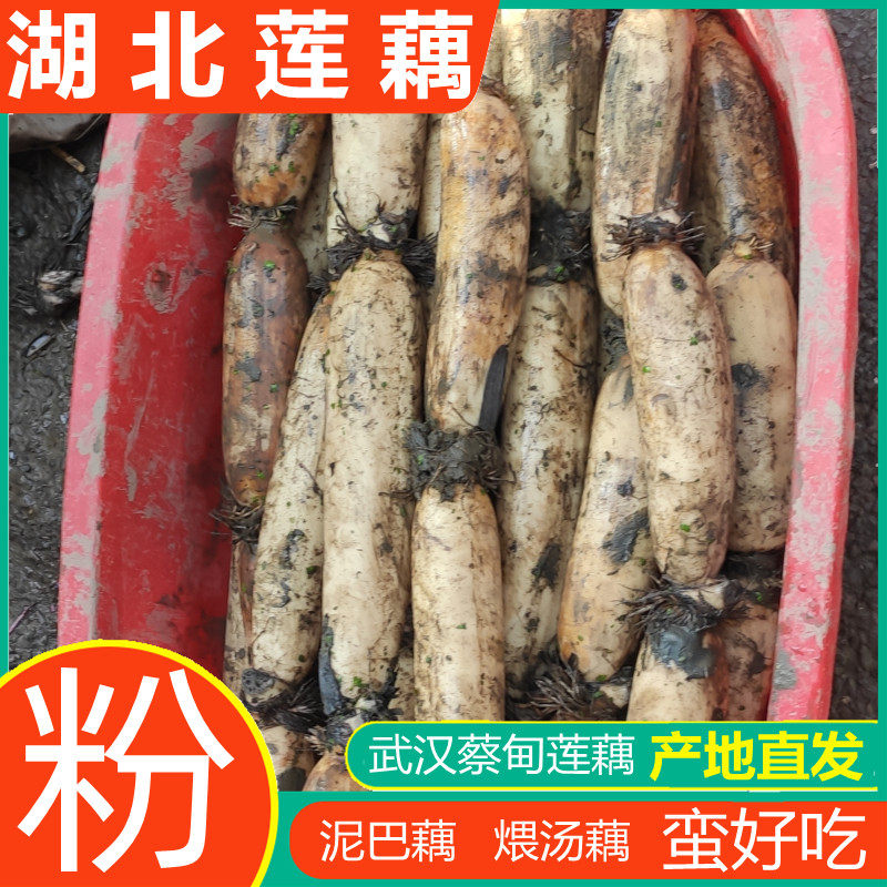 湖北莲藕粉藕武汉蔡甸特产粉藕煲汤清水九孔糯米藕片洪湖新鲜现挖