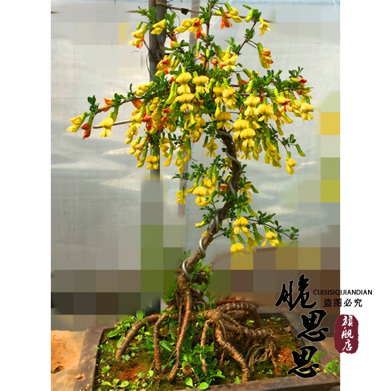 金雀梅 锦鸡儿 金丝雀 黄金雀盆景盆栽金雀花苗 黄金雀苗当年开花