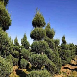 塔柏松柏苗龙柏侧扁柏四季宝塔松绿化苗庭院松树行道树乔木树苗柏