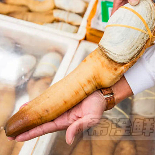 加拿大象拔蚌一条2.5斤鲜活干蚌