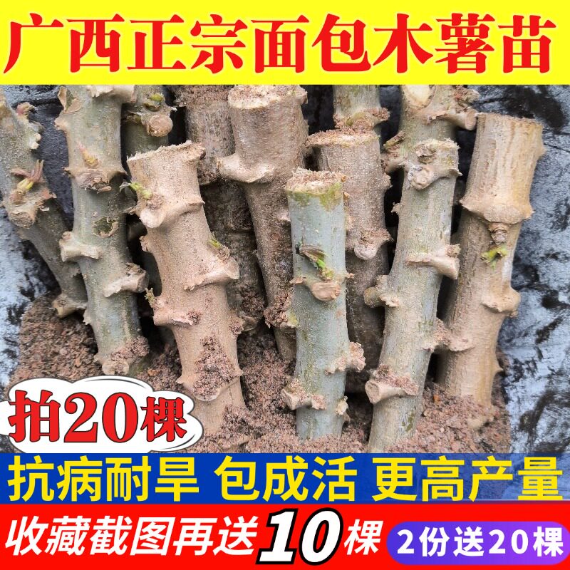 广西食用木薯种耐旱抗病高产苗图片