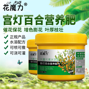 宫灯百合肥料提灯花圣钟花圣诞百合圣诞风铃灯笼百合四季营养花肥
