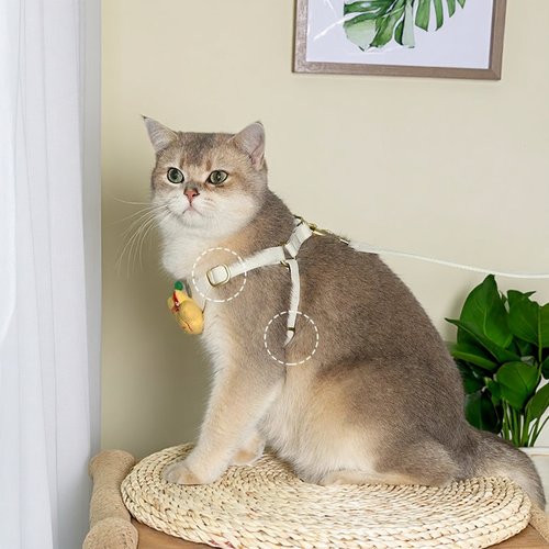 狗狗牵引绳背心式泰迪比熊