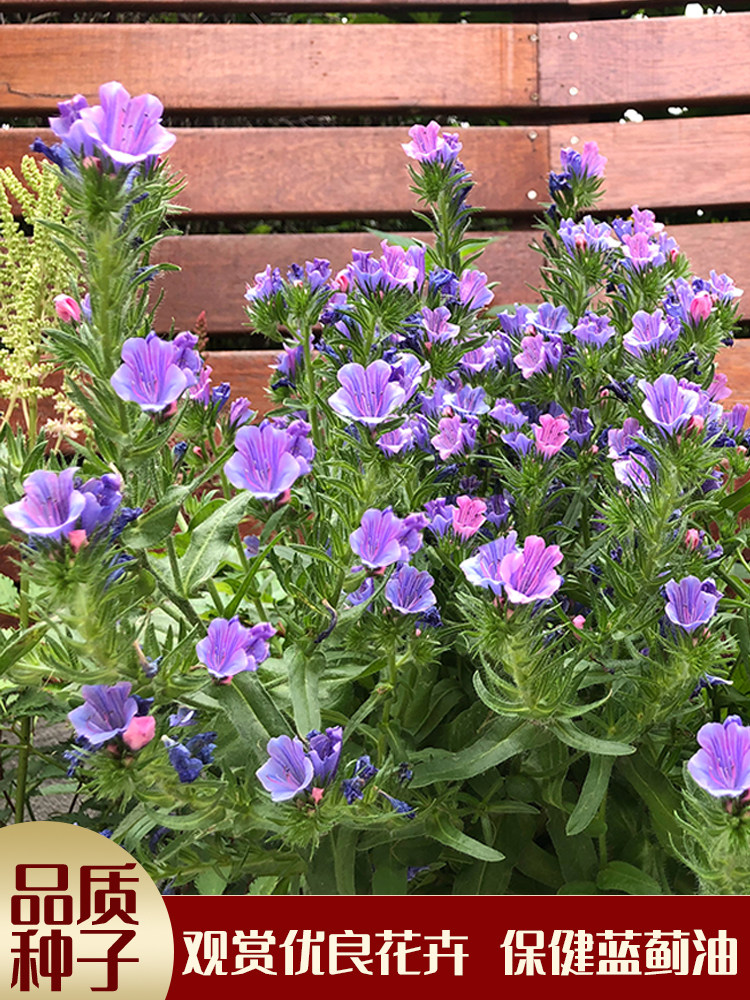 蓝蓟种子庭院花园阳台花种盆栽露地播花境保健美容容易种开花密集