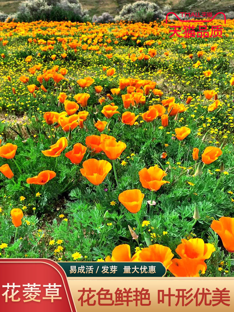 花菱草种子四季种易活花种子耐寒多年生宿根花籽庭院室外阳台盆栽