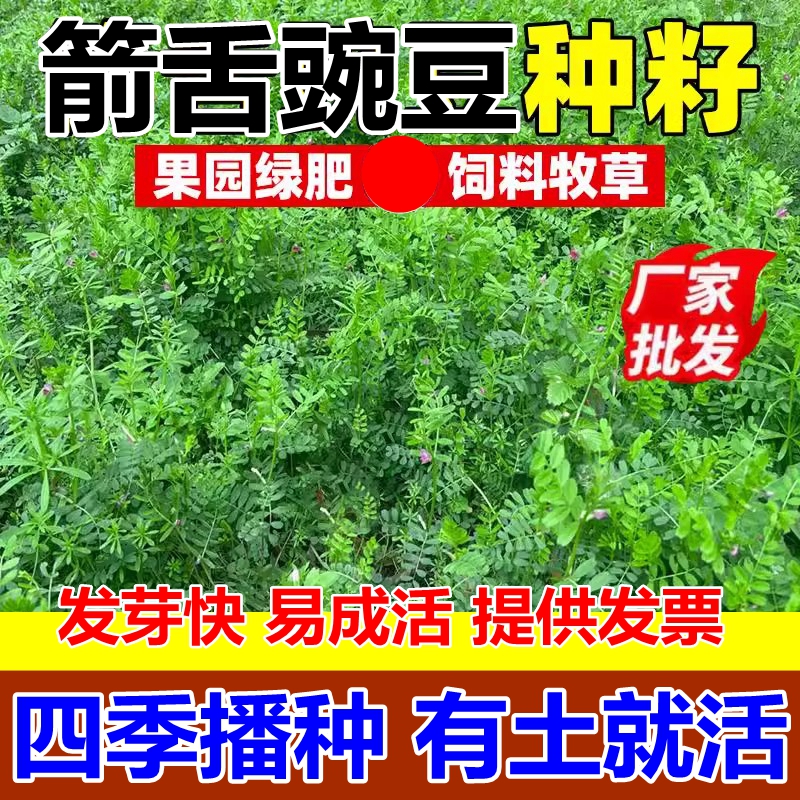 优质绿肥种子箭舌豌豆野豌豆菜种子牧草粮食牛羊饲料