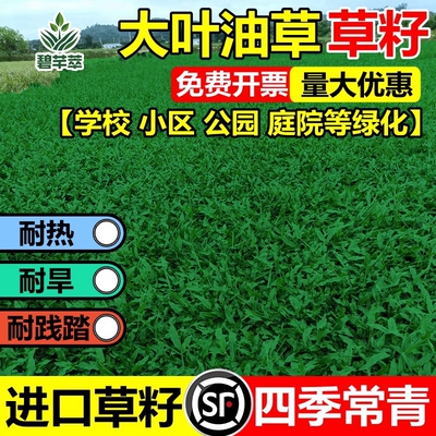正宗大叶油草种子地毯籽庭院绿化