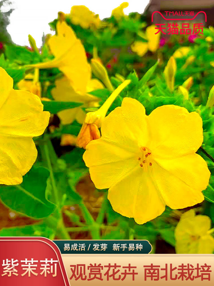 观花花籽紫茉莉种子茉莉花地雷花种孑胭脂花阳台易种盆栽花种籽子