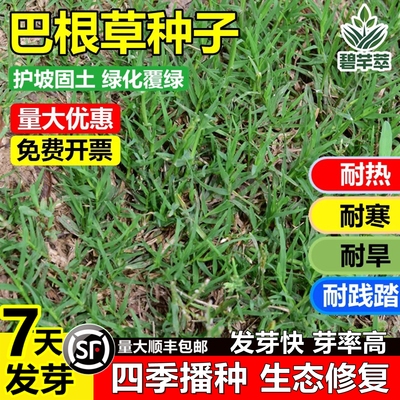 巴根草狗牙根草籽四季播种护坡土