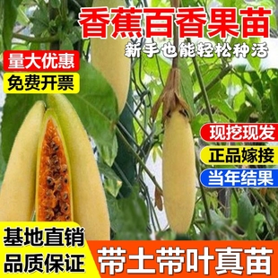 新品种香蕉百香果树苗纯甜无酸优质嫁接果树苗南北方种植当年结果