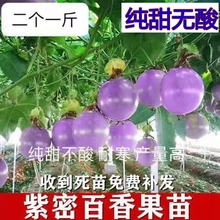 新品种紫蜜一号百香果甜蜜蜜二个一斤甜品种耐寒性强南北果树苗